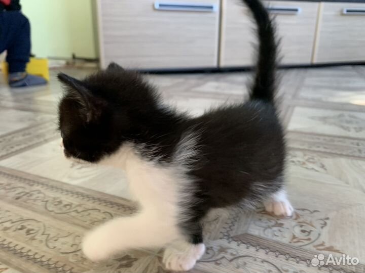 Котята в добрые руки даром