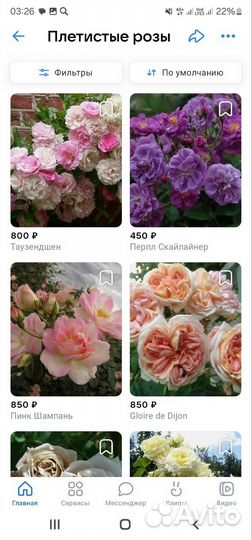 Розы плетистые саженцы