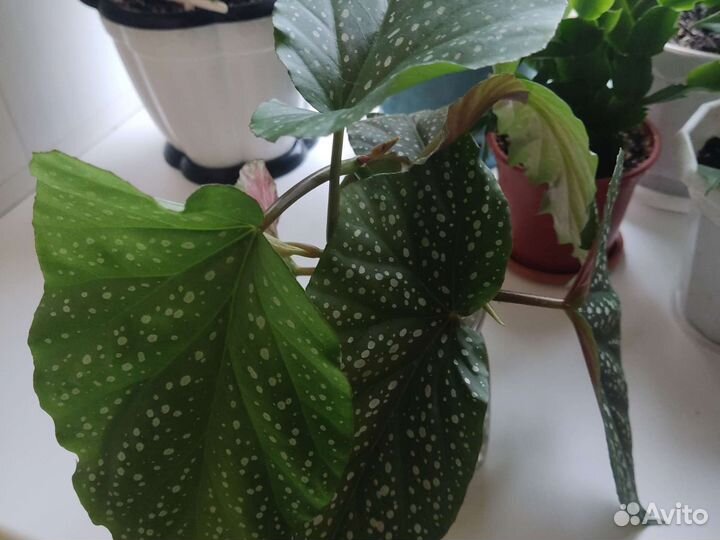 Комнатные растения