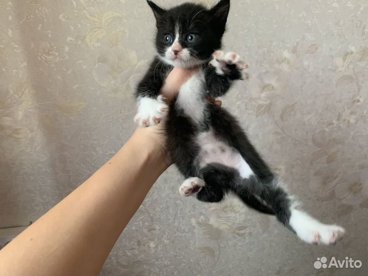 Котята в добрые руки 1 месяц