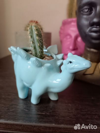 Суккуленты кашпо кактусы флорариум