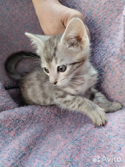 Маленький котенок в добрые руки