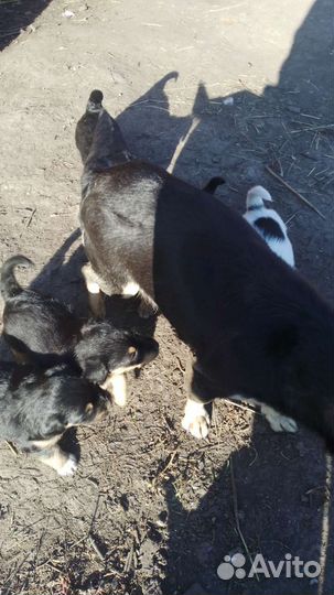 Щеночки в добрые руки