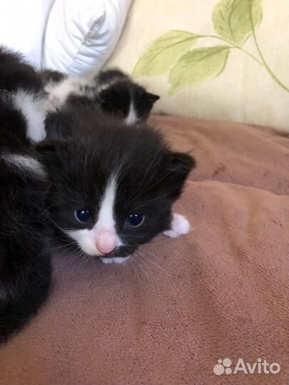 Сибирские котята