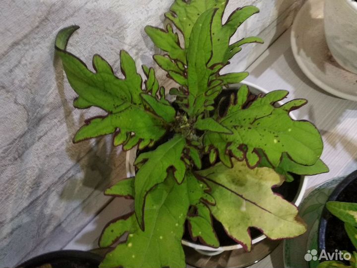 Цветы колеусы