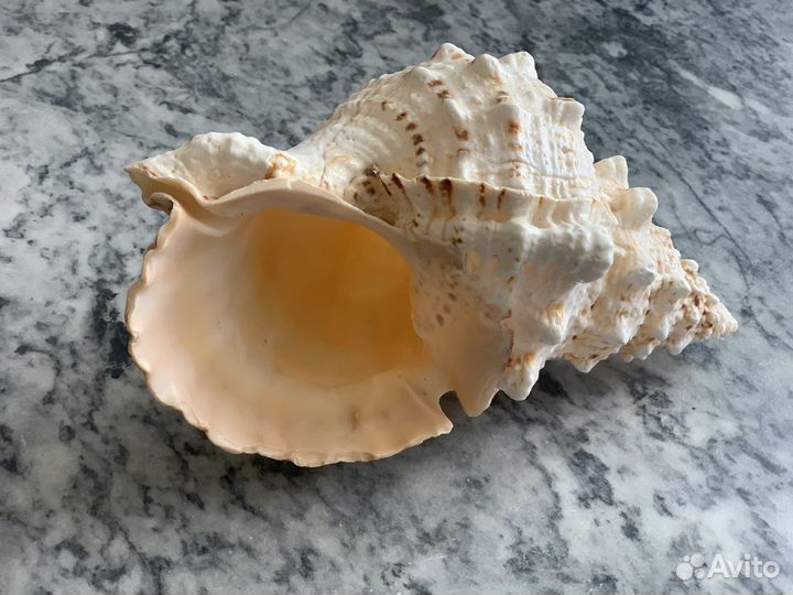 Ракушка декоративная