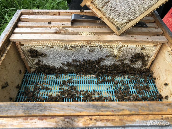 Пчёлы, пчелосемьи