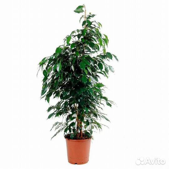 Фикус бенджамина