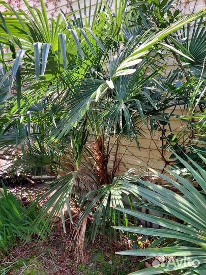 Отдам пальму