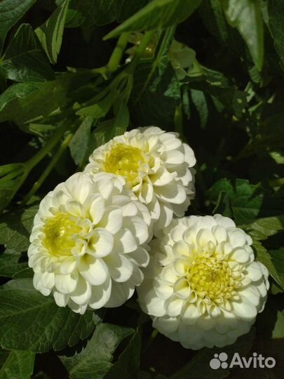 Георгин, его клубни