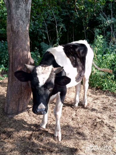 Коровы и бычки