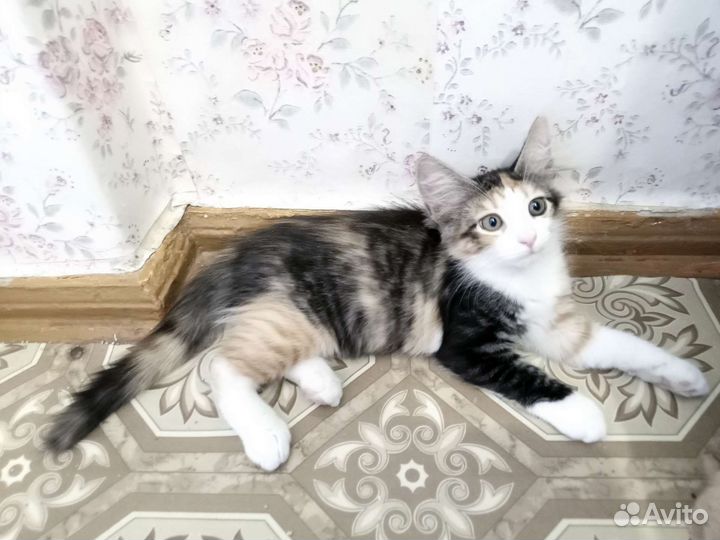 Отдам в добрые рыбки