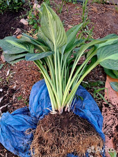 Хосты сортовые