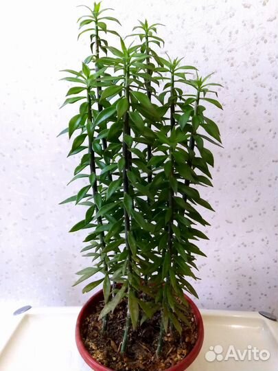 Кактусы и суккуленты