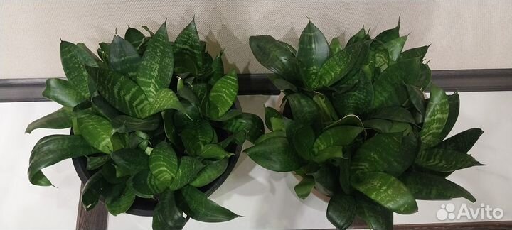 Сансевиерия