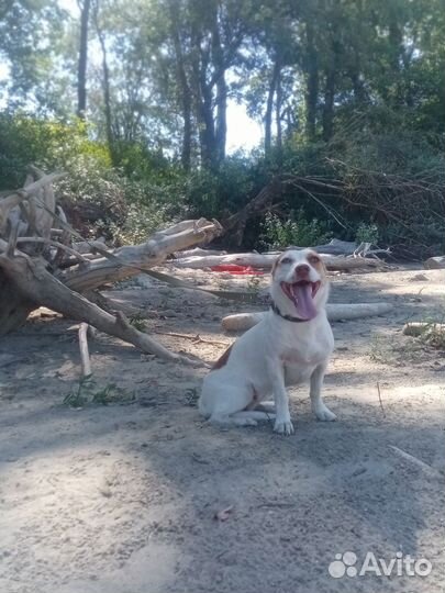 Собака в добрые руки отдам бесплатно