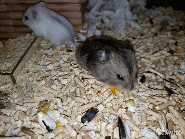 Джунгарский хомяк
