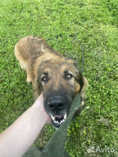 Услуги кинолога