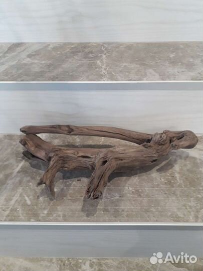 Коряга с Волги