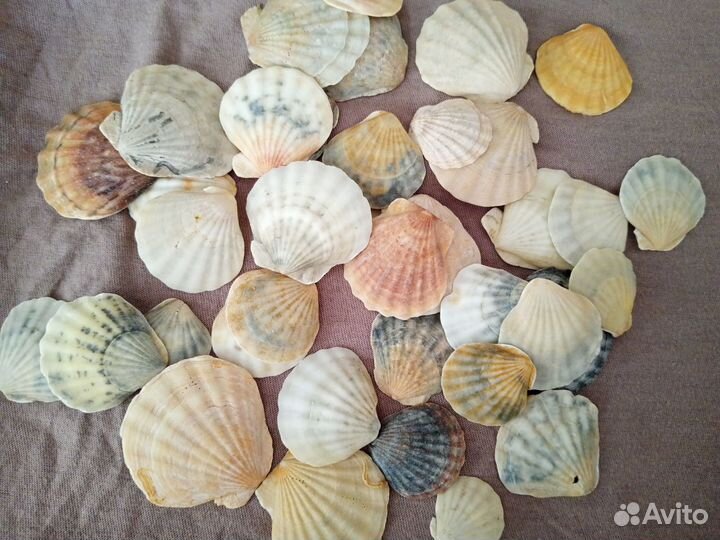 Морские ракушки