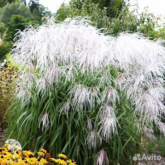 Декоративные злаки для вашего сада