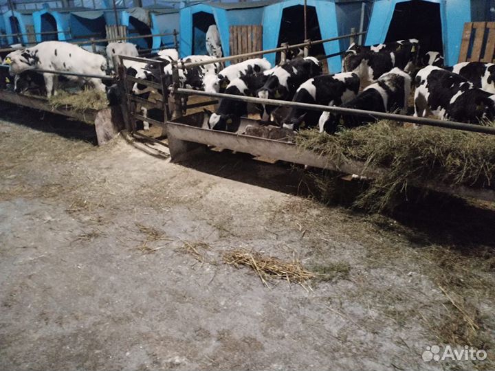 Телята мясной породы бычки