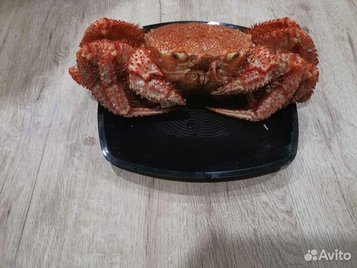 Краб волосатик