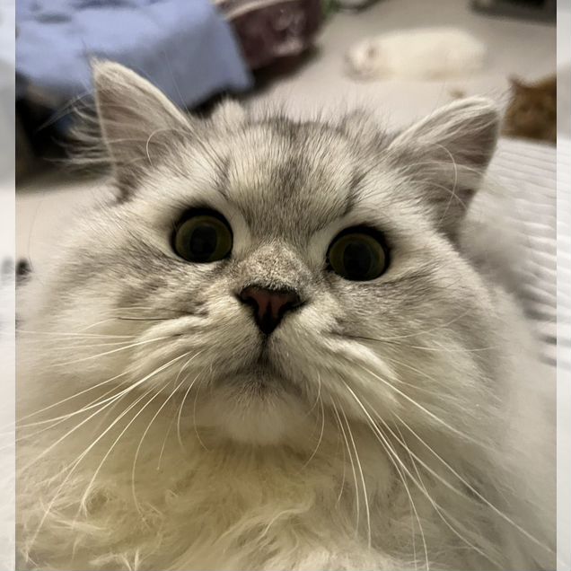 Британский длинношёрстный котёнок