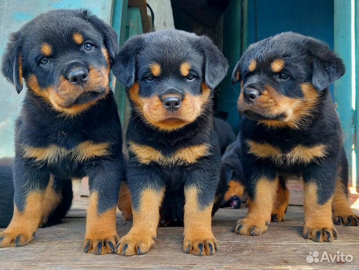 Щенки ротвейлера