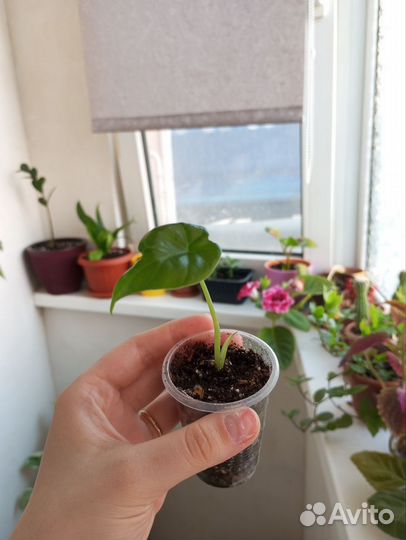 Алоказия Слоновье ухо Клобучковая Пахучая