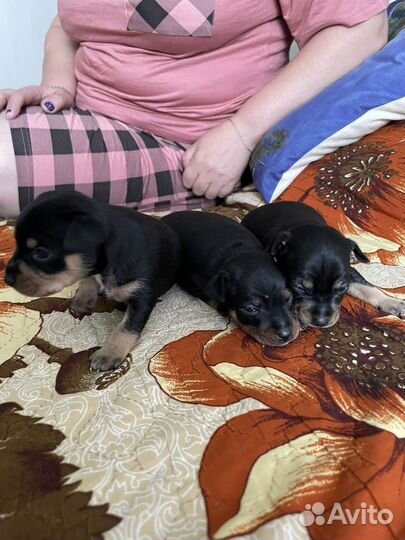 Той-терьер щенки