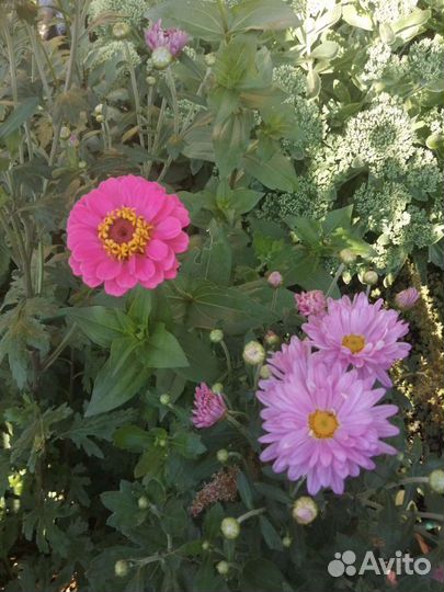 Цветы хризантемы