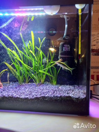 Аквариум