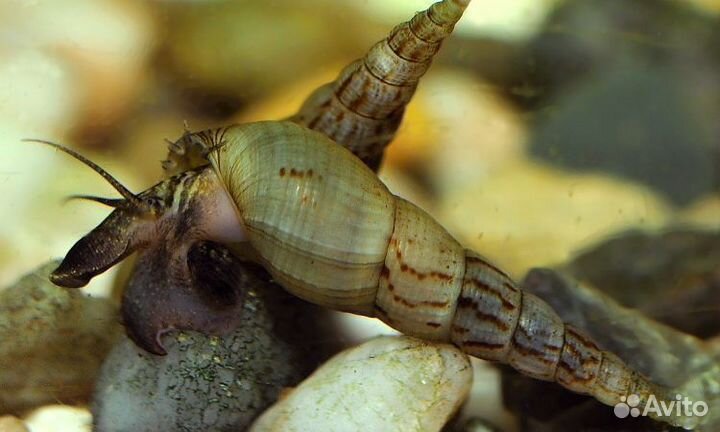 Улитки аквариумные