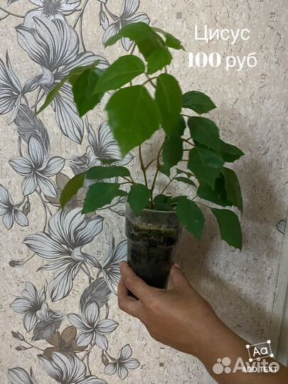 Комнатные растения