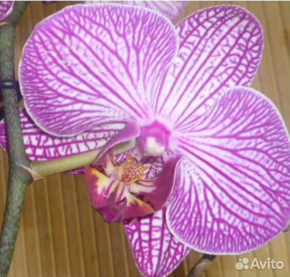 Орхидея