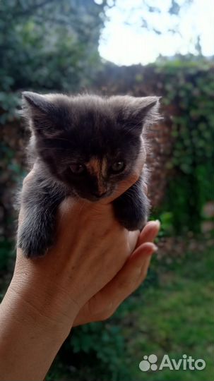 Кошка в дар бесплатно