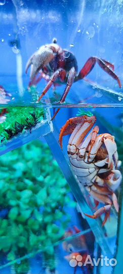 Мурена,крабы радужные и многое другое