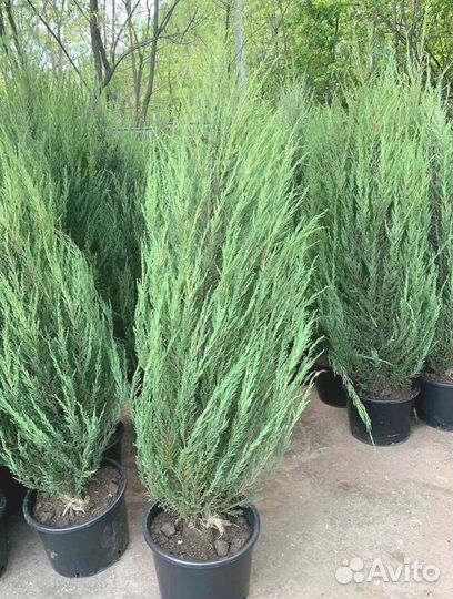 Можжевельник Блю Эрроу С3 / оптом