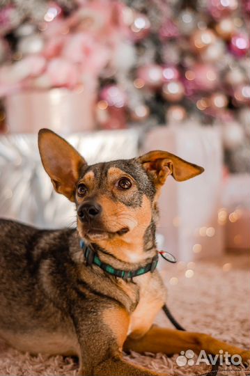 Отдается собака-улыбака