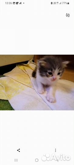 Милые котятки
