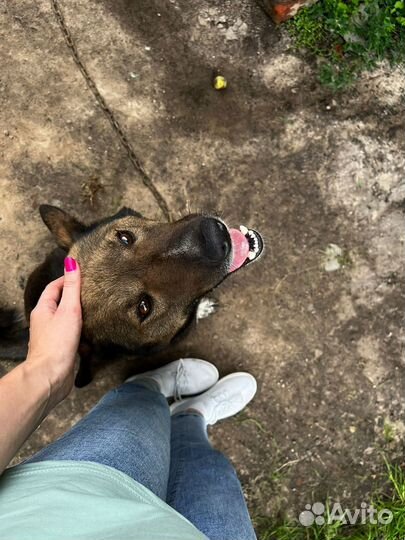 Собака в добрые, ответственные руки