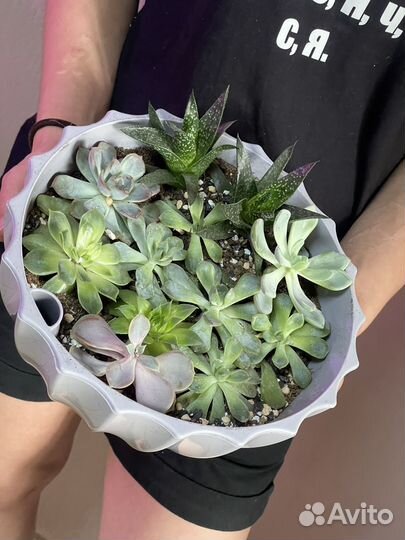 Суккуленты в кашпо