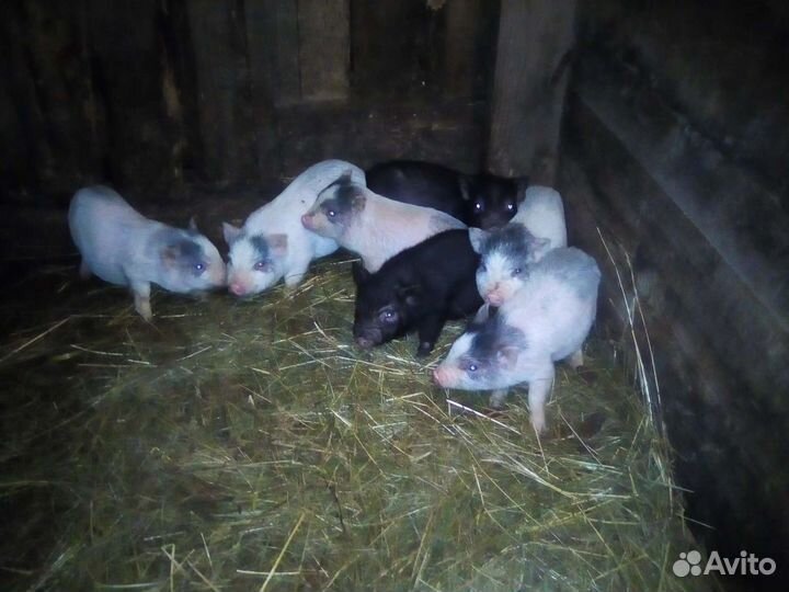 Вьетнамские поросята