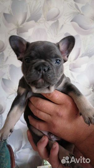 Голубые щенки французского бульдога