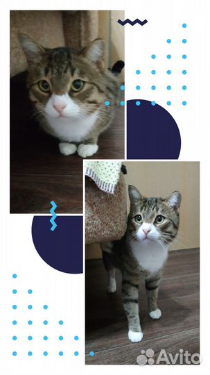 Отдам в добрые руки