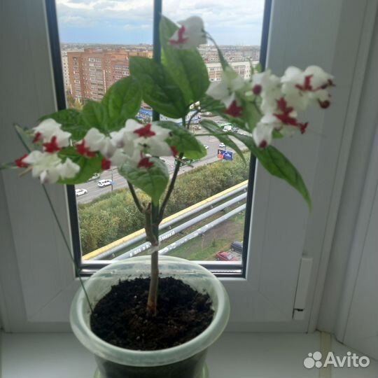 Клеродендрум госпожи Томпсона