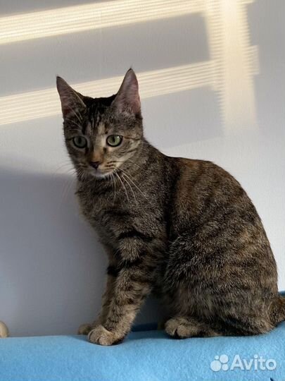 Коша в добрые руки