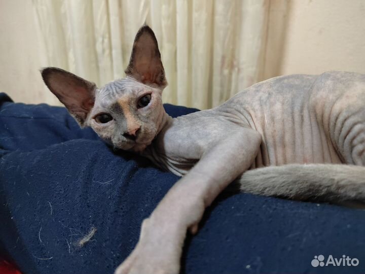 Канадский сфинкс