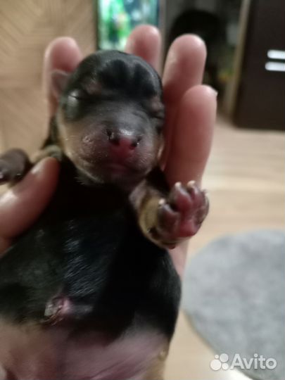 Йоркширский терьер